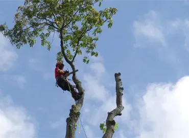 Travail en hauteur sur un arbre à abattre