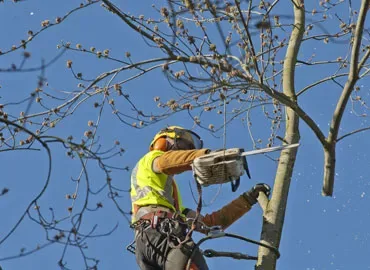 Élagueur équipé en train de tailler des branches