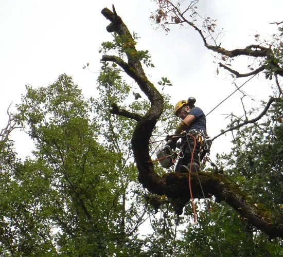 Élagueur au travail dans un arbre en hauteur