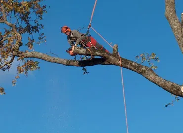Élagueur grimpeur équipé dans un arbre