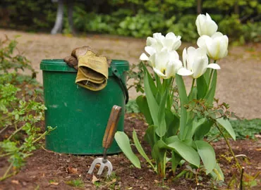 Outils de jardinage et végétaux à entretenir